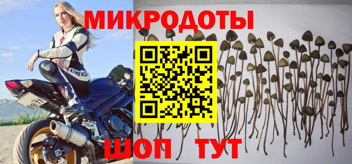 Псилоцибиновые грибы мицелий Камень-на-Оби