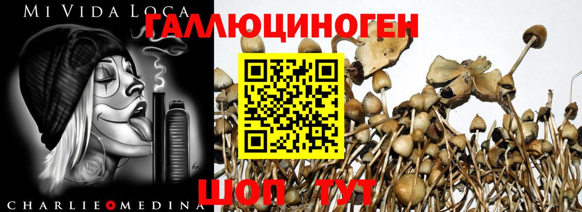 Галлюциногенные грибы ЛСД  Галлюциногенные грибы Psilocybe  Камень-на-Оби  Вход с VPN 